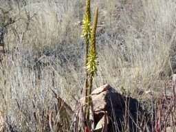 Aloe gariepensis in winter grass