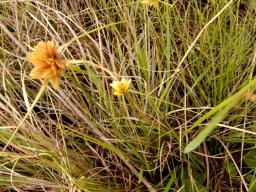 Cyperus obtusiflorus var. flavissimus