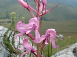 Disa amoena