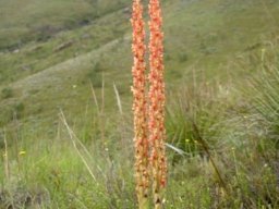 Disa chrysostachya 