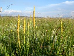 Disa chrysostachya in numbers 