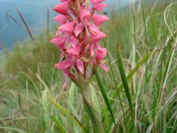 Disa clavicornis near the Long Tom Pass