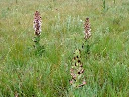 Disa cooperi in summer grass after rain