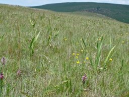 Disa stachyoides 