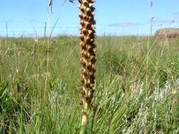 Disa versicolor where soil erosion is low
