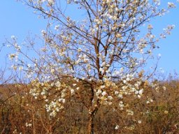 Dombeya rotundifolia in grassland