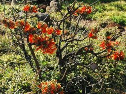 Erythrina acanthocarpa