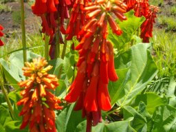 Erythrina zeyheri flower