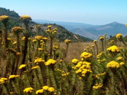 Euryops species at Mt. Sheba