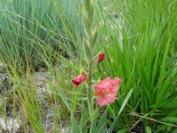 Gladiolus rehmannii in sandy grassland after fire