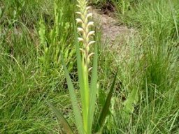 Gladiolus sericeovillosus subsp. sericeovillosus