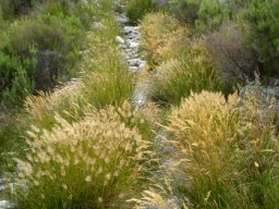 Grass leading recovery
