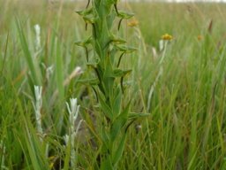 Habenaria anguiceps 