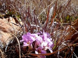 Harveya pumila, an inkflower