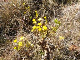 Helichrysum setosum flowering in winter