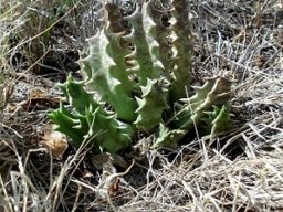 Huernia in grassland