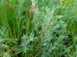 Indigofera hilaris adding a little colour