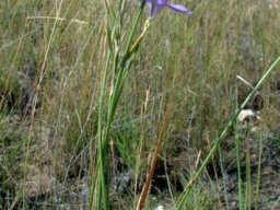 Moraea polystachya