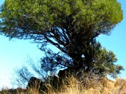 Olea europaea subsp. africana