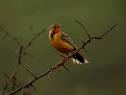 Orangethroated longclaw
