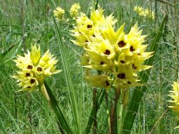 Orthochilus welwitschii