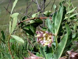 Pachycarpus vexillaris