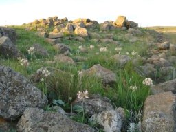 Pelargonium luridum keeping rocks company