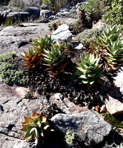 Aloe perfoliata draped over sandstone