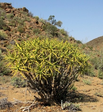 Aloidendron ramosissimum