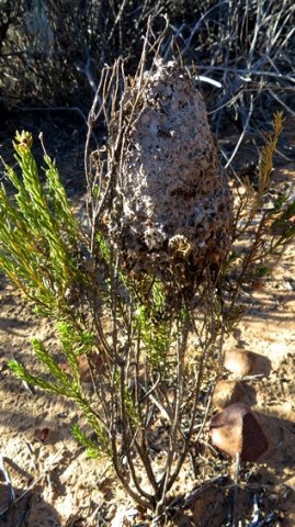 Architects of insect world