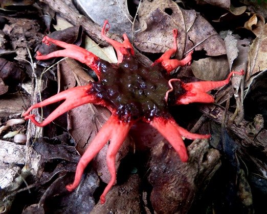 Aseroe rubra