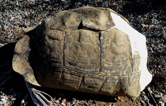 Leopard tortoise carapace