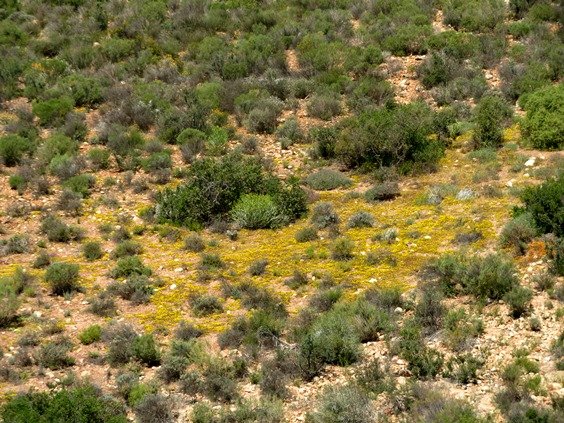 Bare patch coming to life