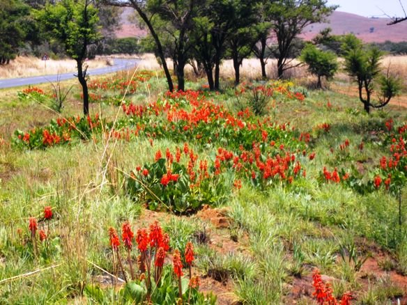 Colony of Erythrina zeyheri after a grass-fire