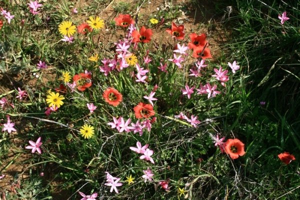 Colour symphony by unrelated species