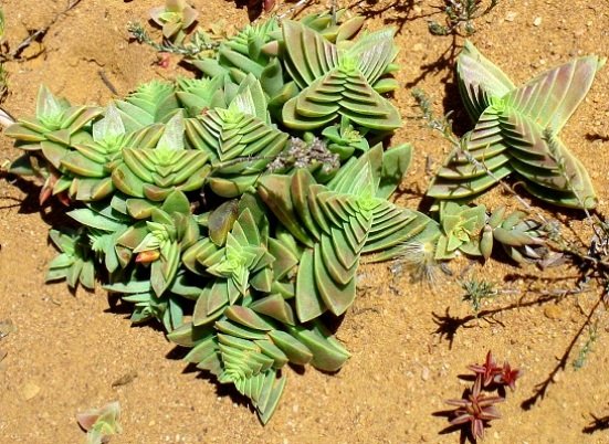 Crassula capitella