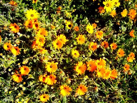 Daisyworld