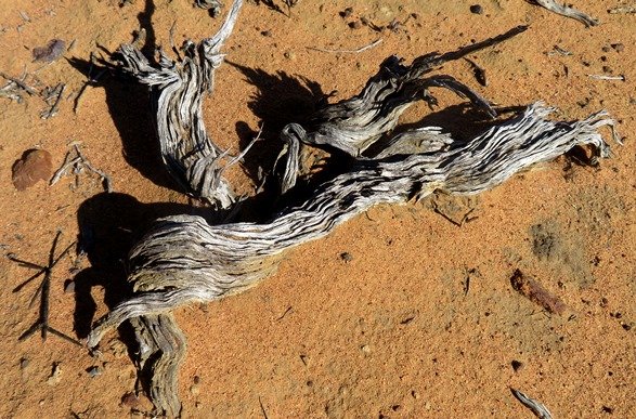 Dead wood 