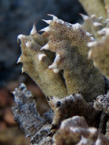 Odontophorus marlothii... &quot;Shall we dance?&quot;