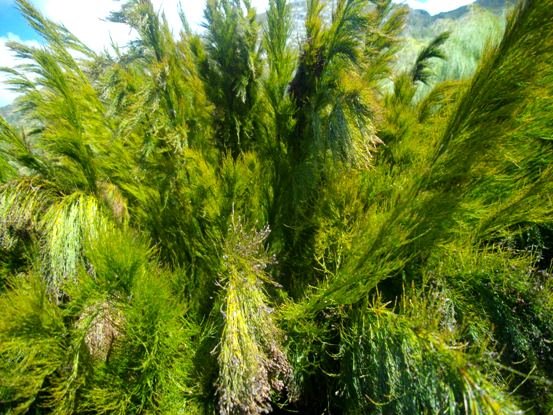 Rhodocoma capensis