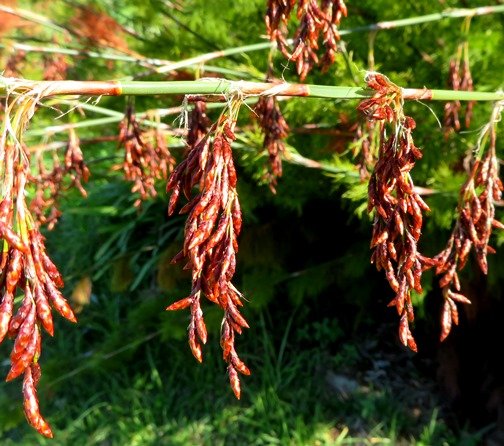 Rhodocoma gigantea male spikelets