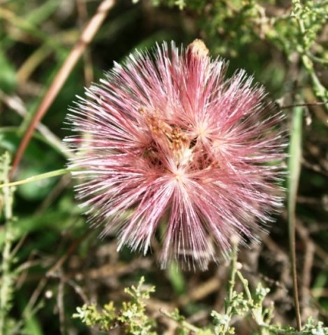 Flying fruit waiting for wind