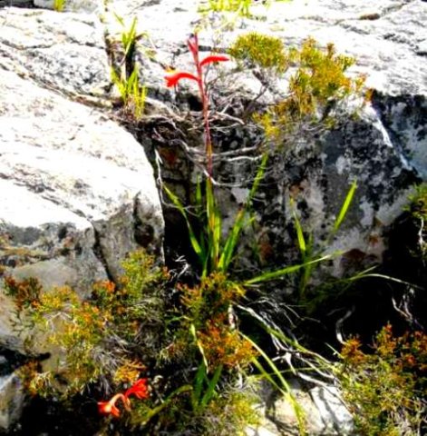 Watsonia and Serruria