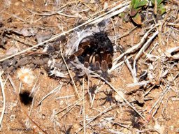Baboon spider with kids