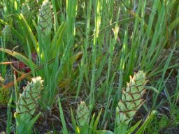 Pterygodium ingeanum on the Bokkeveld Plateau