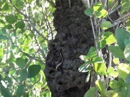 Cocktail ant nest in a fynbos shrub