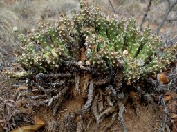Euphorbia maleolens crippled but performing