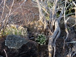 Haworthia arachnoidea under the bushes in the dust