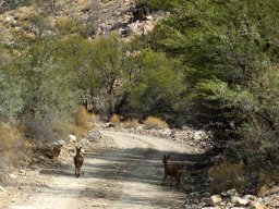 Karoo farm road