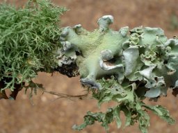 Liverwort or lichen?